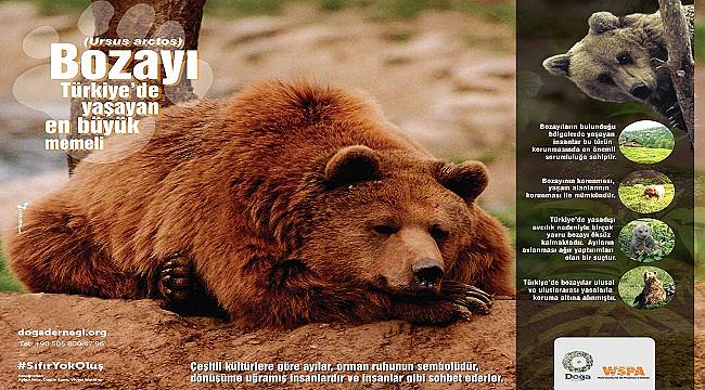 DOĞA DERNEĞİ: Yeşil Yol, HES ve madenler AYILARIN yaşam alanlarını bölüyor