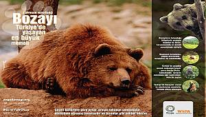 DOĞA DERNEĞİ: Yeşil Yol, HES ve madenler AYILARIN yaşam alanlarını bölüyor