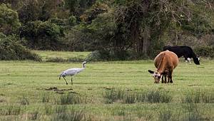 Brisa: Turnalar uçsun