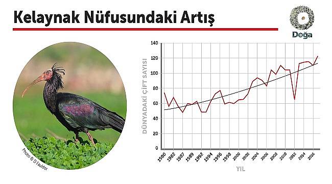ÇEVRE İÇİN SEVİNDİRİCİ: Kelaynakların 70 yıllık kaderi değişti