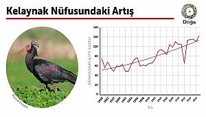 ÇEVRE İÇİN SEVİNDİRİCİ: Kelaynakların 70 yıllık kaderi değişti