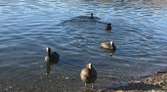 Kış ama Ankara Güneşi yaşıyor