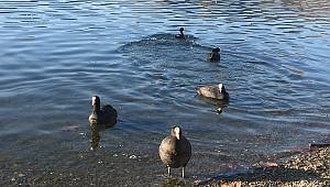 Kış ama Ankara Güneşi yaşıyor