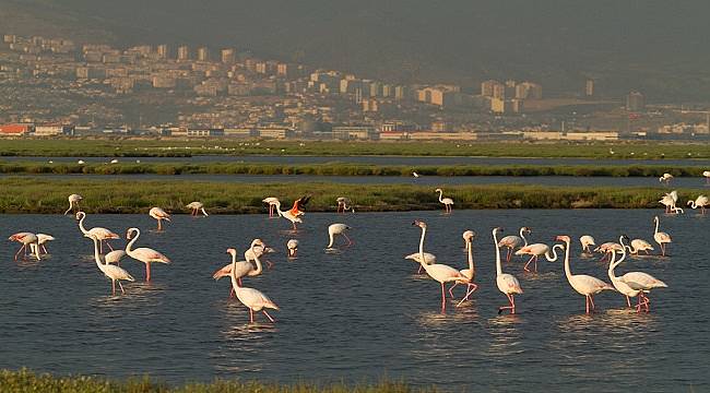 Flamingolar için, İzmir için nihai karar: İzmir Körfez Geçiş Projesi Mahkeme Kararı ile İptal Edildi