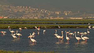 Flamingolar için, İzmir için nihai karar: İzmir Körfez Geçiş Projesi Mahkeme Kararı ile İptal Edildi