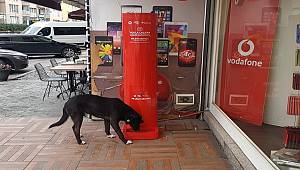 İSTANBULLULAR: Bu makineler twit atınca sokak hayvanlarına yem verecek