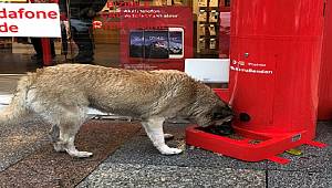 KAYSERİLİ ÖĞRENCİLER GELİŞTİRDİ: Sokak hayvanları için mama makineleri