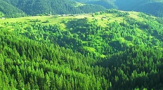 Doğal Yaşlı Ormanlar ne demek?