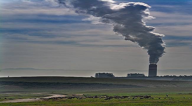 TEMA VAKFI: Ormanları ve havamızı koruyun