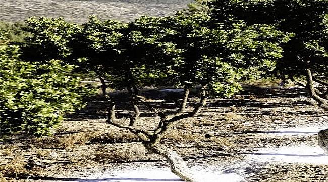 Sakız Eylem Planı son durum!