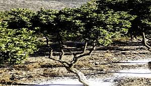 Sakız Eylem Planı son durum!