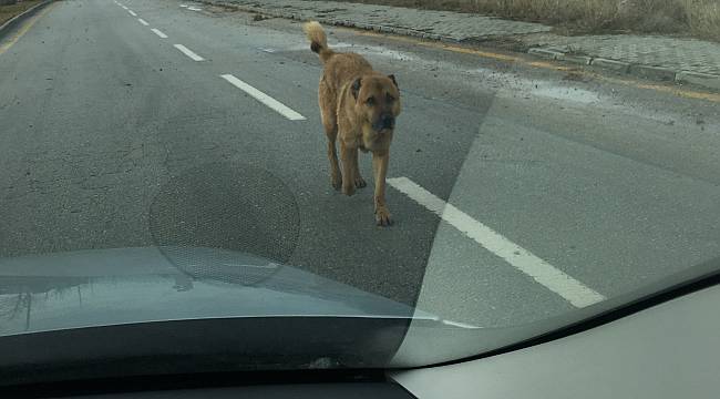 Trafik kurallarına uymayanlarda olabiliyor: DİKKAT ŞART