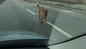 Trafik kurallarına uymayanlarda olabiliyor: DİKKAT ŞART