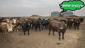 Türkiye'de HAYVAN gübrelerinden 2.000 megawat elektrik üretilebilir