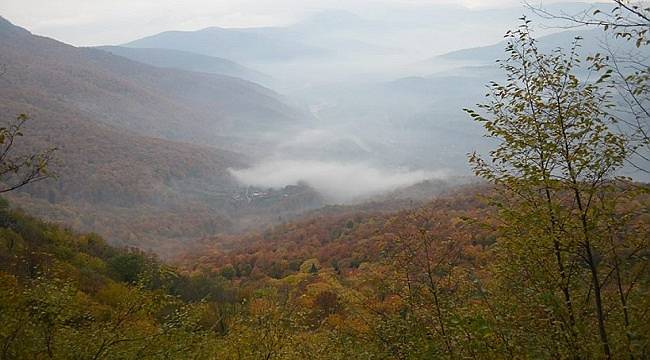 1 hektar kayın ormanı ne kadar tozu yutuyor?