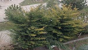 Ankara'da tane tane kar yağıyor