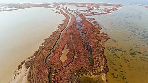 ÇEVRE: İzmir'in Gediz Deltası'nı araştırdılar