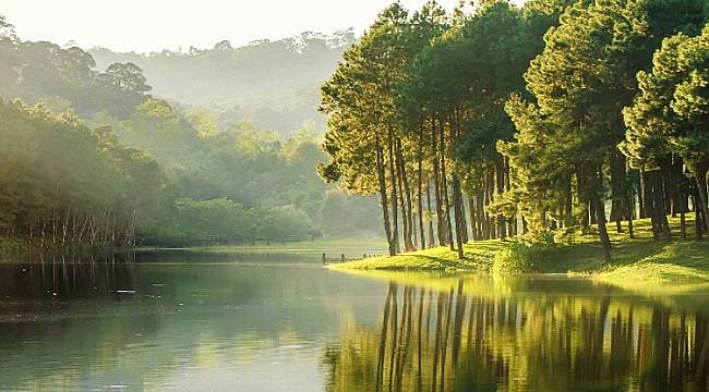 Sulak Alanlar: Karbon emisyonunun yüzde 30&#039;unu yutuyor