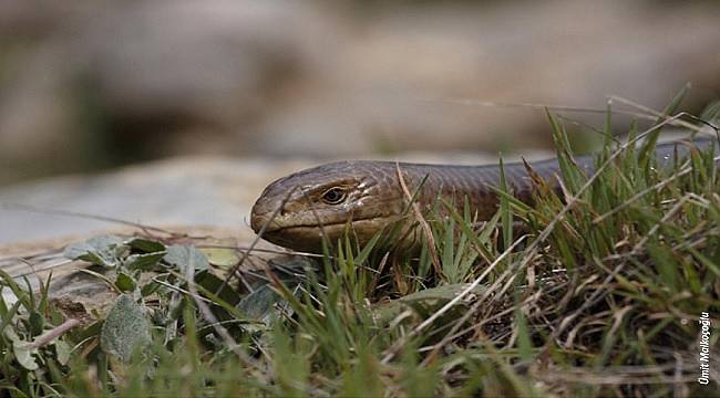 Çoğu yerde yılan zannedilerek öldürülüyor!