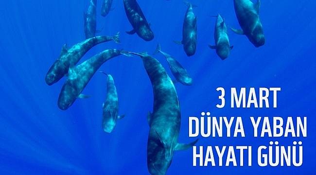 ENERJİ DÜNYASI: Bugün 3 Mart Dünya Yaban Hayatı Günü