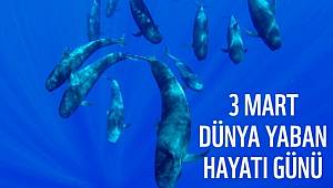 ENERJİ DÜNYASI: Bugün 3 Mart Dünya Yaban Hayatı Günü