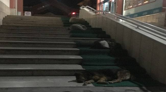 Foto Haber: Dinleniyorlar