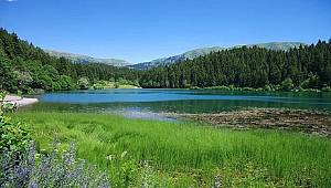 TEMA Vakfı: 21 Mart Dünya Ormancılık Günü