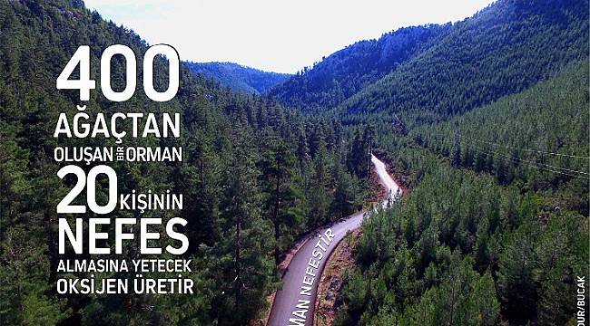 Ağaç bunun için önemli!