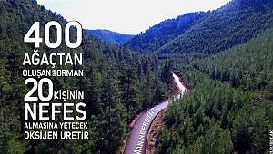 Ağaç bunun için önemli!