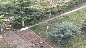 Bahar geldi: Ankara'da kar yağıyor