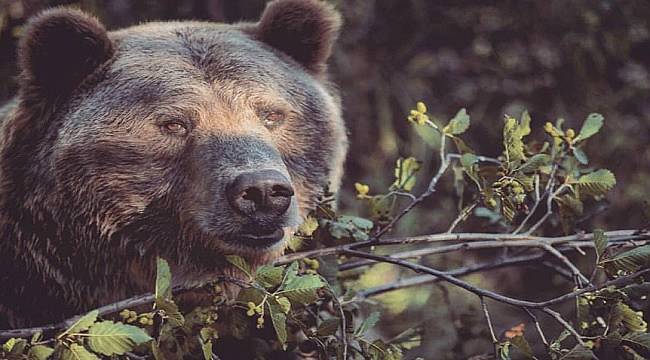 BALI ÇOK SEVER: Hızlı koşar, yüzer ve tırmanır