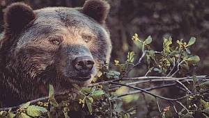 BALI ÇOK SEVER: Hızlı koşar, yüzer ve tırmanır