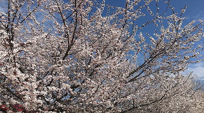 Dünya Günü ne demek?