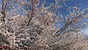 Dünya Günü ne demek?