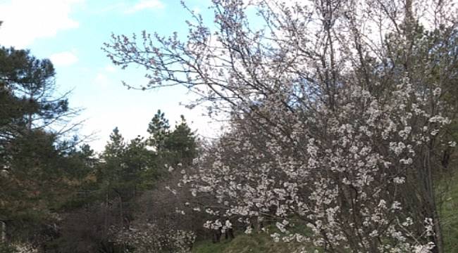 ENERJİ DÜNYASI: 4 Nisan Dünya Çiçek Günü