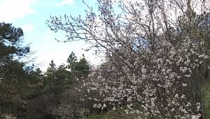 ENERJİ DÜNYASI: 4 Nisan Dünya Çiçek Günü