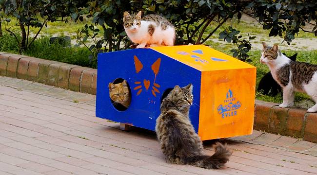 ENERJİ DÜNYASI: Bugün 4 Nisan Dünya Sokak Hayvanları Günü