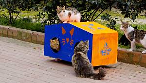 ENERJİ DÜNYASI: Bugün 4 Nisan Dünya Sokak Hayvanları Günü