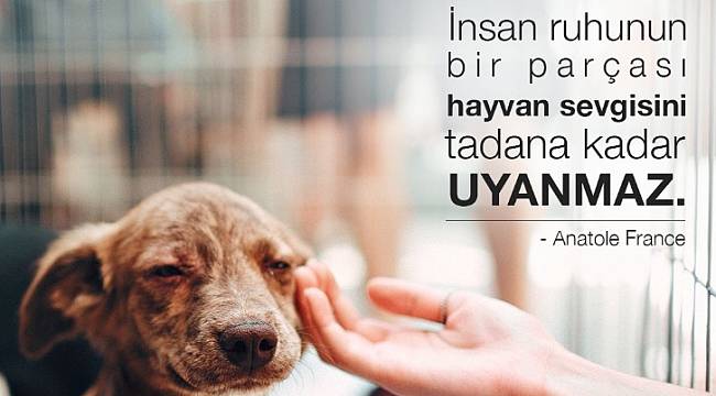 EWE Enerji: Tek istekleri biraz yemek biraz huzurlu uyku