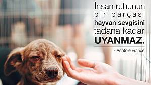 EWE Enerji: Tek istekleri biraz yemek biraz huzurlu uyku