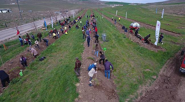 TANAP&#039;tan daha yeşil bir Türkiye için 600 bin ağaç