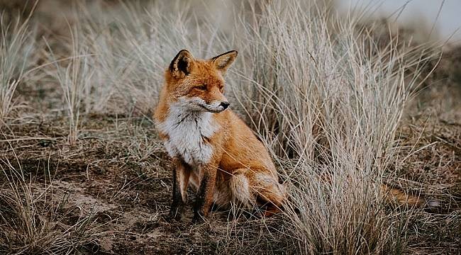 TEMA Vakfı: Kümesten tavuk çalmasıyla dikkat çekmiş