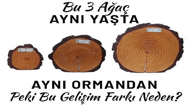 Aynı ormanda 3 ağaç aynı yaşta ama fark neden? İŞTE CEVABI (FOTO HABER)