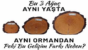 Aynı ormanda 3 ağaç aynı yaşta ama fark neden? İŞTE CEVABI (FOTO HABER)
