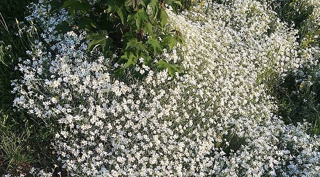 Bazen ÇİÇEKLER her şeyi anlatır: Yazıya gerek kalmaz