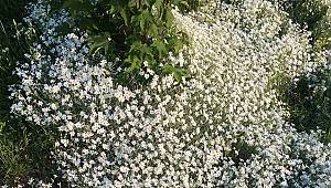 Bazen ÇİÇEKLER her şeyi anlatır: Yazıya gerek kalmaz