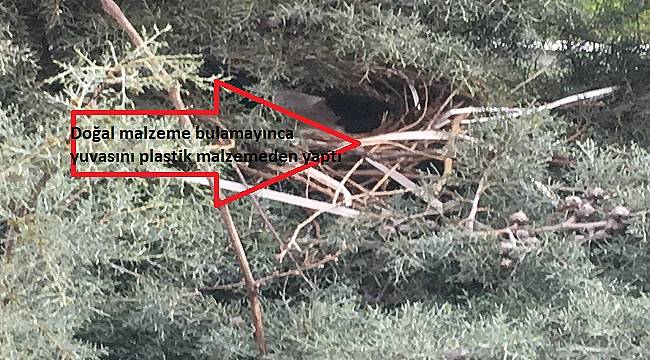 Çalı-çırpı bulamadığı için yuvasını plastik malzemeden yaptı