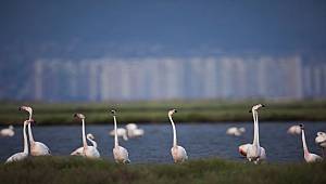 İdare Mahkemesi Kararı: Delta'yı tehlike altına sokacak Sulak Alan Koruma Bölgeleri Kararı iptal