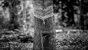 Pirelli doğal kauçuk için hazırladı: Tayland'dan Endonezya'ya