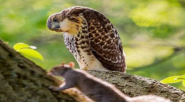 TEMA Vakfı: İnsanlar ve hayvanlar nefes verdiğinde...